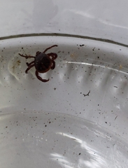 Rhipicephalus sanguineus