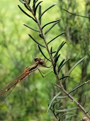 Austrolestes analis