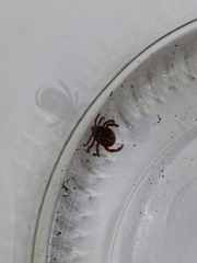 Rhipicephalus sanguineus