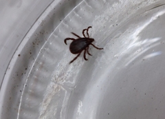 Rhipicephalus sanguineus