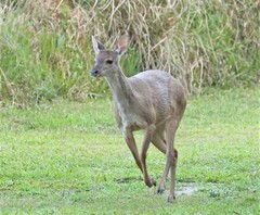 Mazama gouazoubira