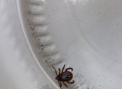 Rhipicephalus sanguineus