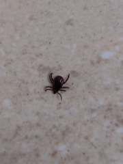 Rhipicephalus sanguineus