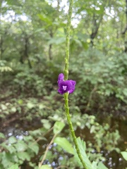 Stachytarpheta jamaicensis