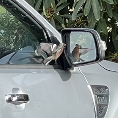 Fringilla coelebs gengleri