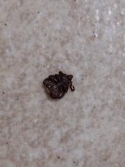 Rhipicephalus sanguineus