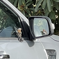 Fringilla coelebs gengleri