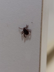 Rhipicephalus sanguineus