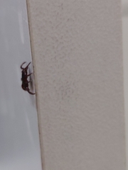 Rhipicephalus sanguineus