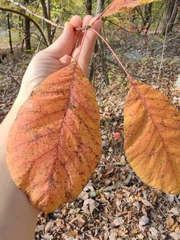 Cotinus obovatus