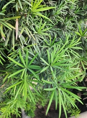 Cyperus alternifolius