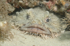 Batrachomoeus dubius