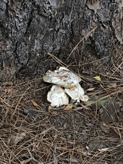 Pseudoinonotus dryadeus