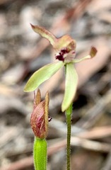Caladenia transitoria