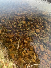 Salmo salar