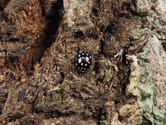 Maculergithus