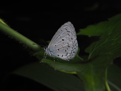 Celastrina lavendularis