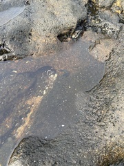 Istiblennius dussumieri