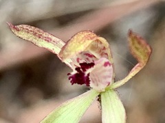 Caladenia transitoria
