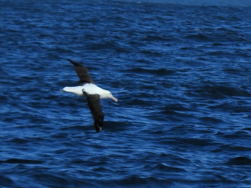 Diomedea sanfordi