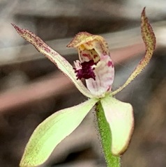 Caladenia transitoria