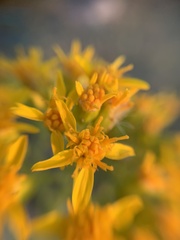 Roldana heracleifolia