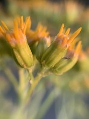 Roldana heracleifolia