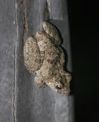 Scinax acuminatus