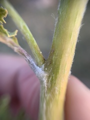 Roldana heracleifolia