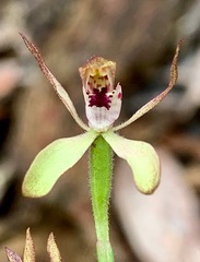 Caladenia transitoria