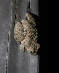 Scinax acuminatus