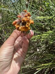 Pultenaea stipularis