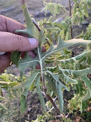 Roldana heracleifolia