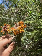 Pultenaea stipularis