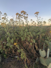 Roldana heracleifolia