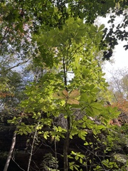 Magnolia macrophylla