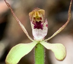 Caladenia transitoria