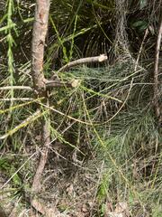 Pultenaea stipularis
