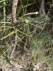 Pultenaea stipularis