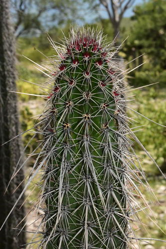 Lemaireocereus hollianus