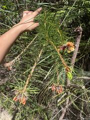 Pultenaea stipularis