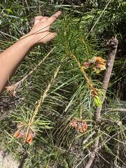 Pultenaea stipularis