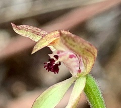 Caladenia transitoria