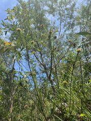 Pultenaea stipularis
