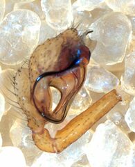 Wubana atypica