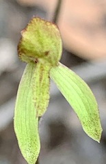Caladenia transitoria