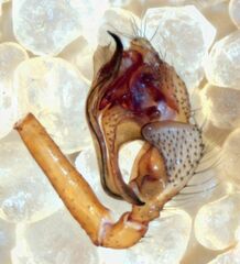 Wubana atypica