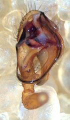 Wubana atypica