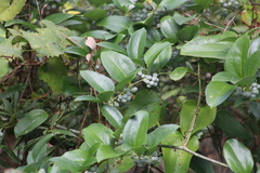 Smilax laurifolia