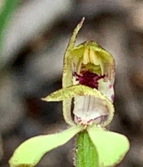 Caladenia transitoria